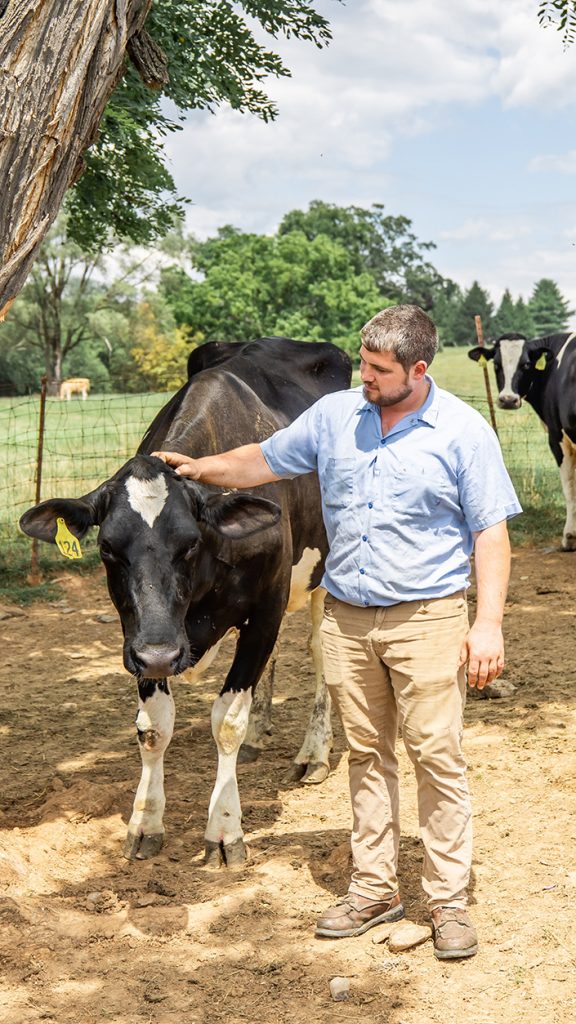 A man pets a cow