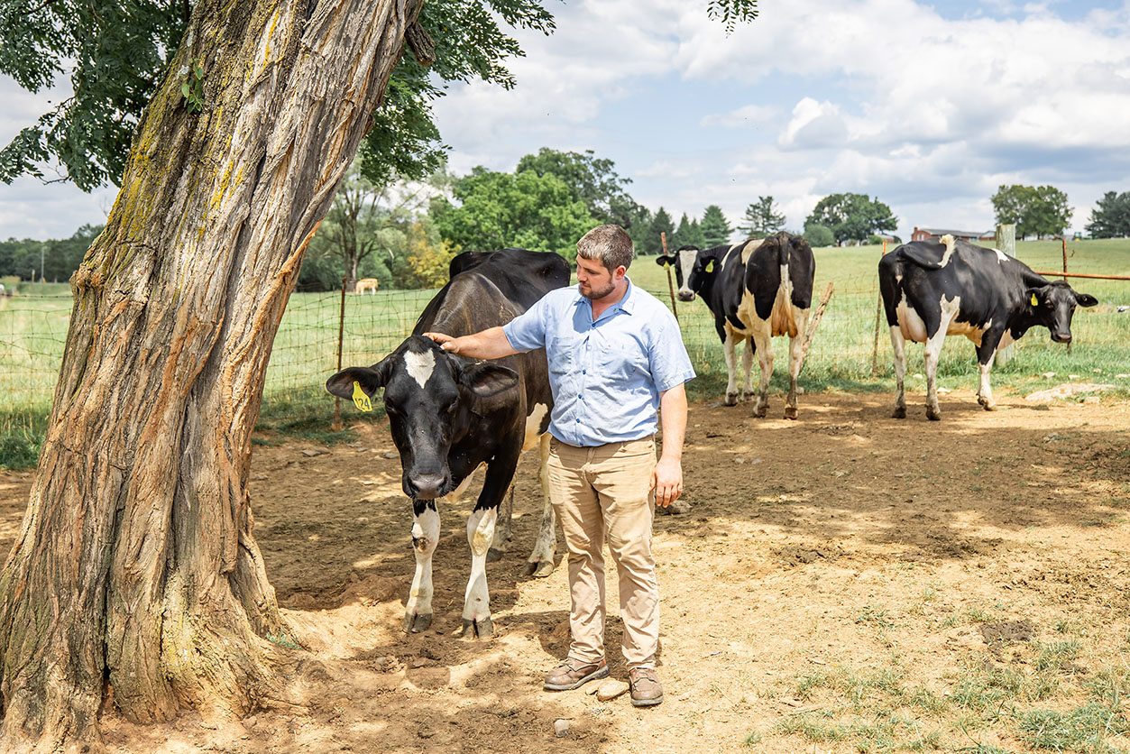 a man pets his cow on the head