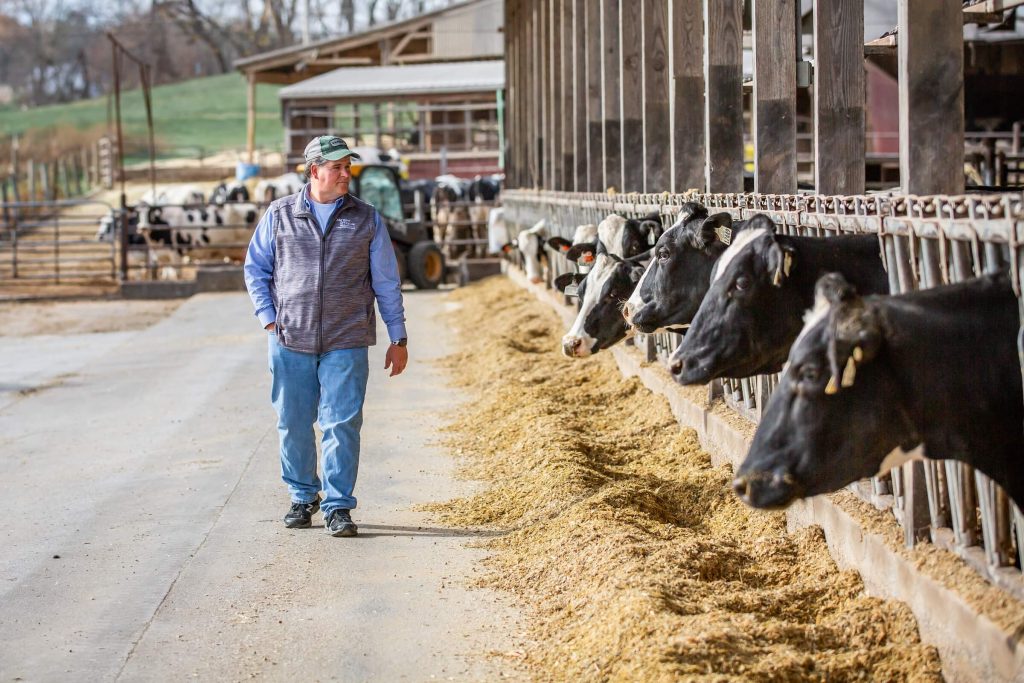 A man walks along the lane near his cows