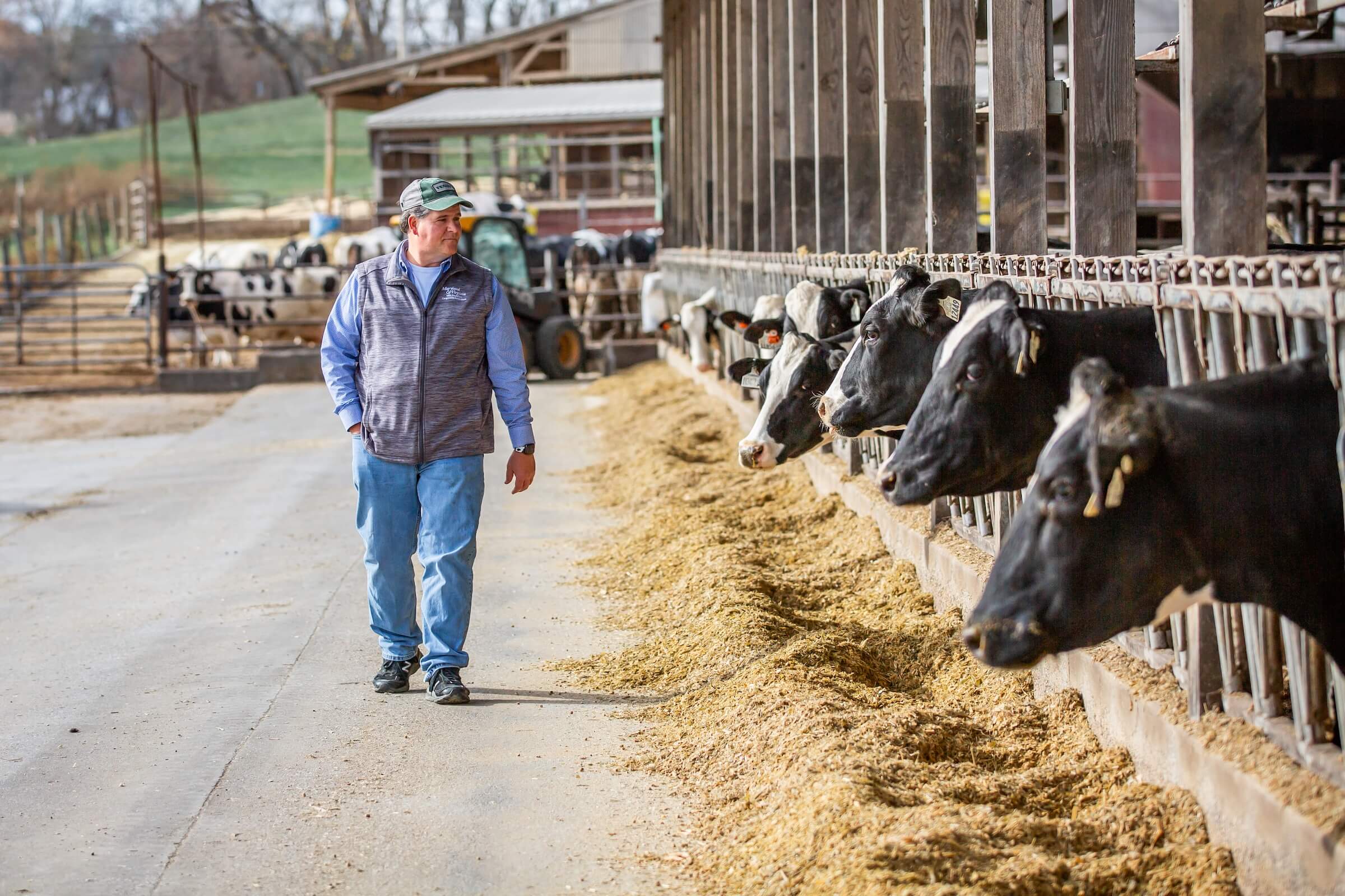 A man walks along the lane near his cows