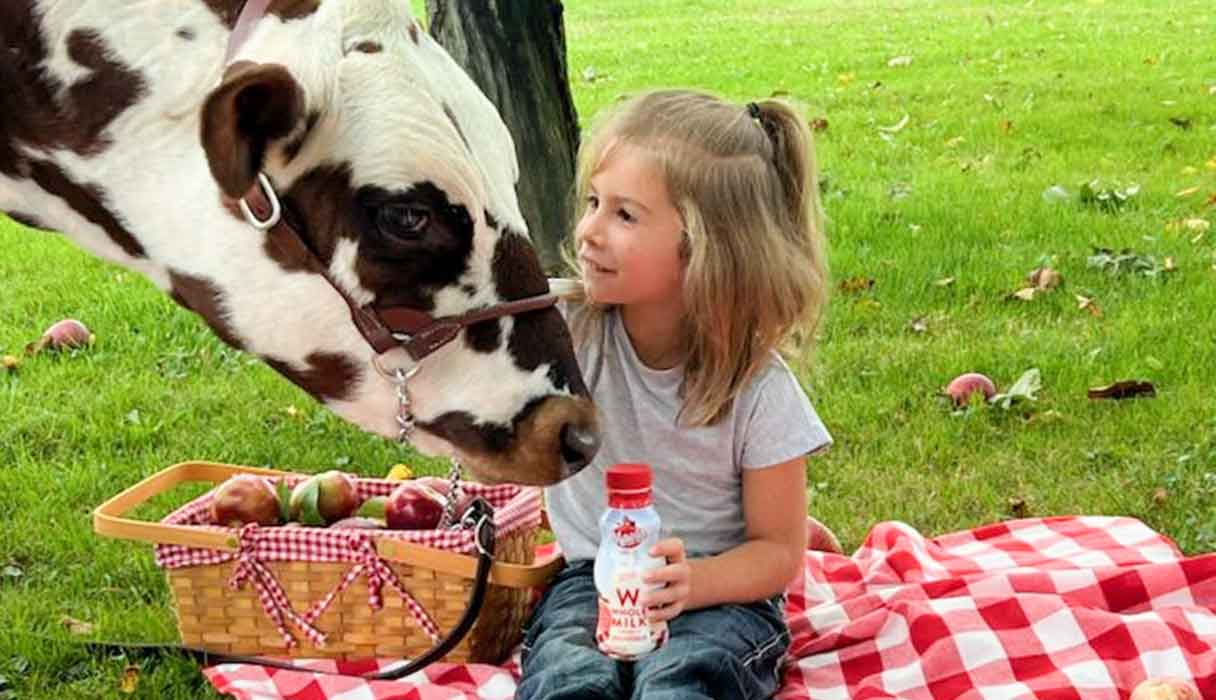 A little girl pets her cow while holding Maola milk