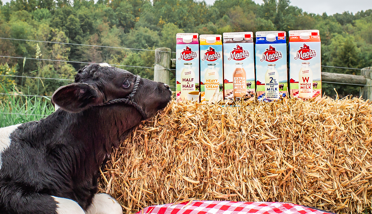 A calf looks at maola milk products