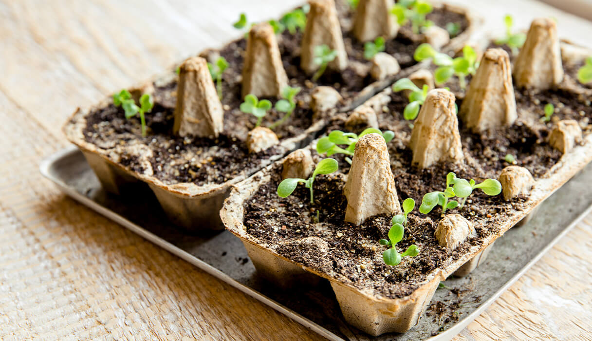 A planter of growing plants