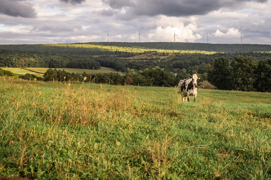cow standing in a field surrounded by trees in the backgrounf