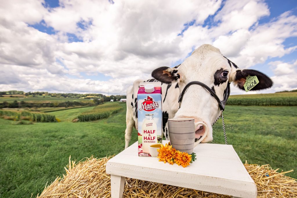 a cow sniffs at Maola half & half