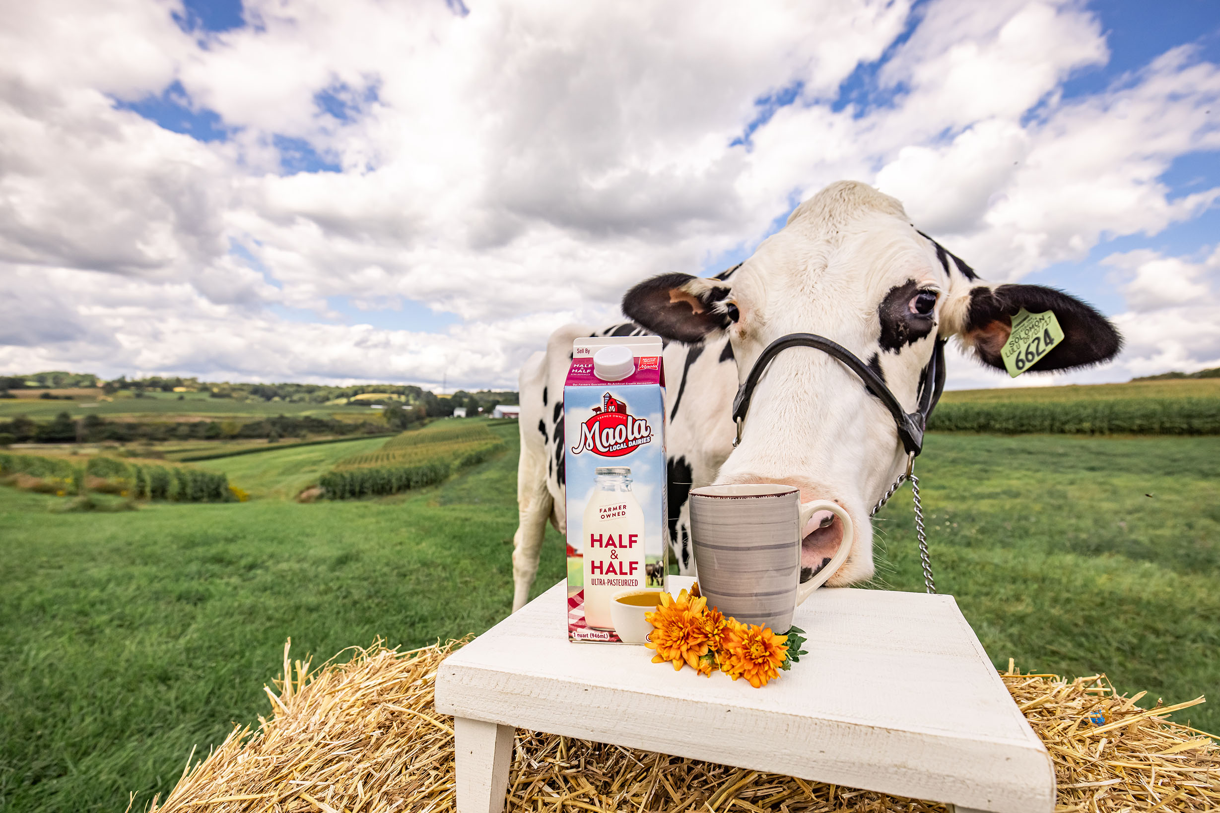 a cow sniffs at Maola half & half