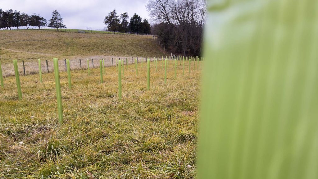Trees inside their shields stand in a row freshly planted