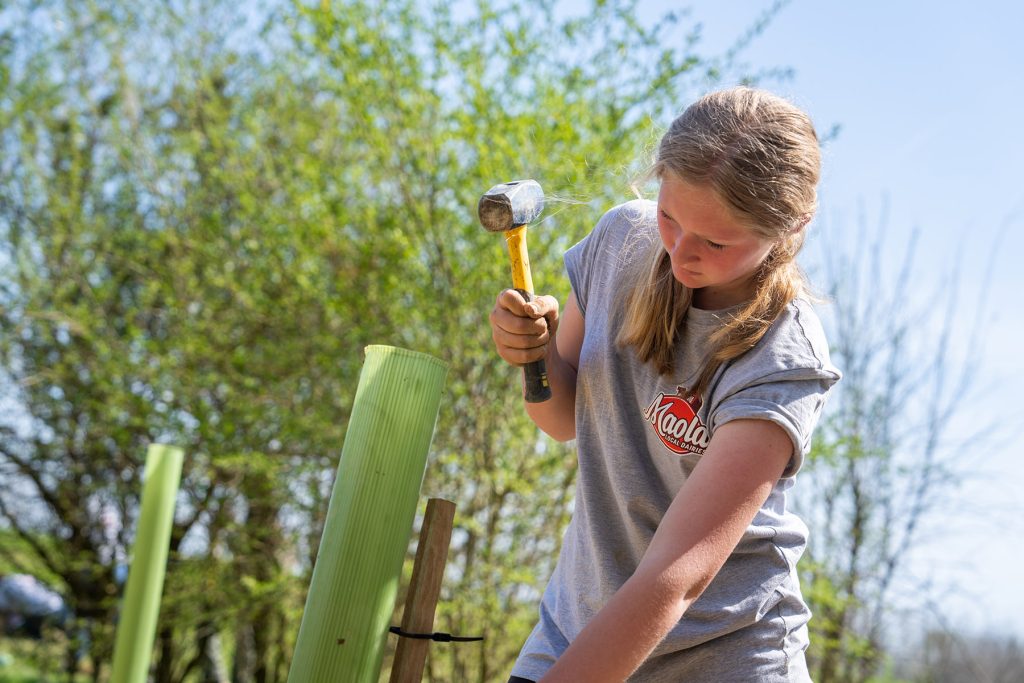 A girl hammers a stake into the ground while planting a tree