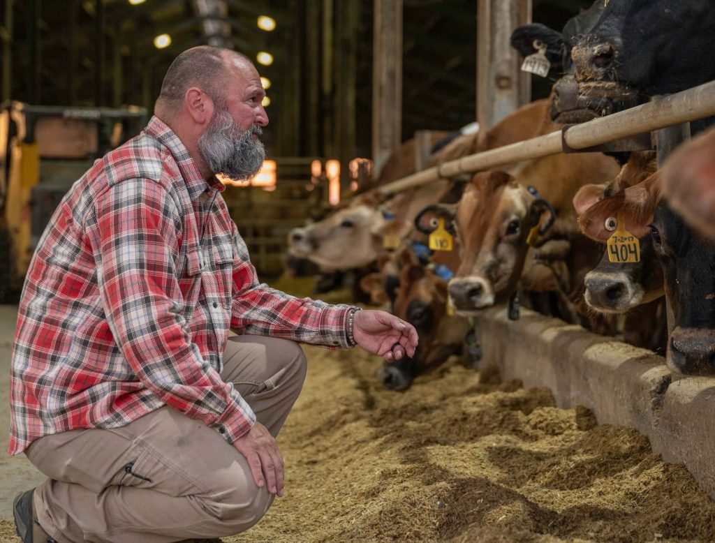 a man crouches near cows in a barn