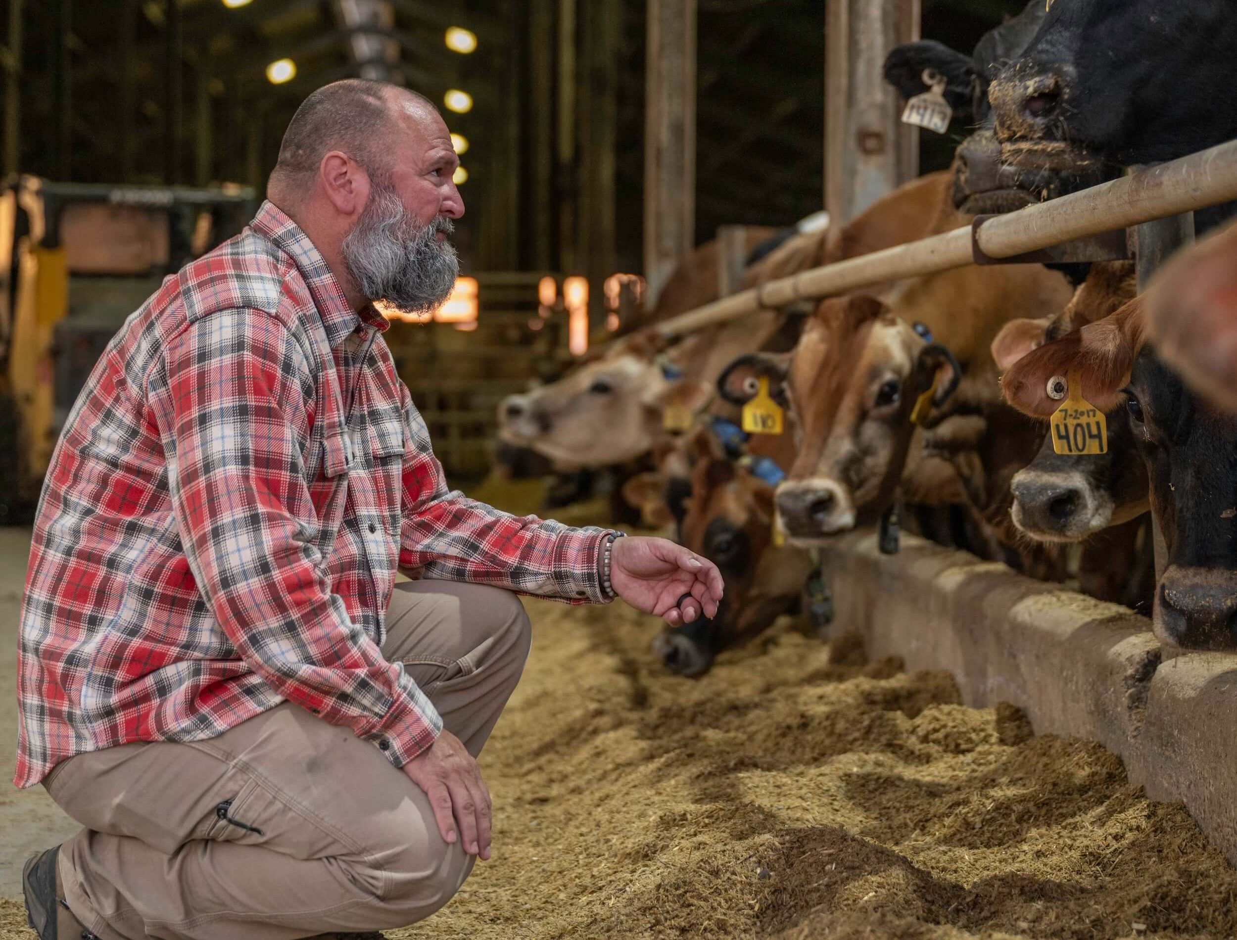 a man crouches near cows in a barn
